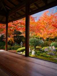 【紅葉特集】緑・黄・橙・赤のコントラストがすごい‼️日本初のあれがあるスポット🍁