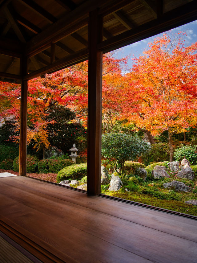 【紅葉特集】緑・黄・橙・赤のコントラストがすごい‼️日本初のあれがあるスポット🍁