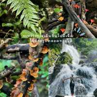 🍄One day trip สระบุรี - น้ำตกโกรกอีดก 🌳