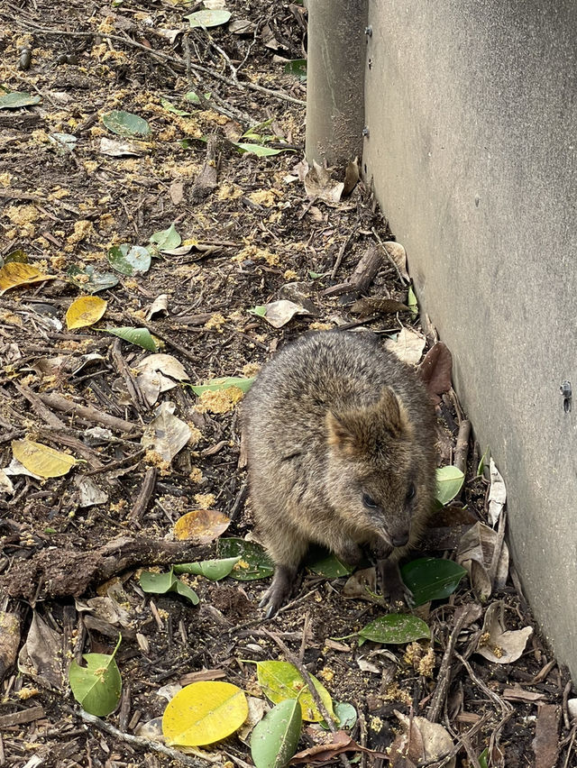 동물들을 가깝게 만나볼 수 있는 호주 브리즈번의 Australia Zoo