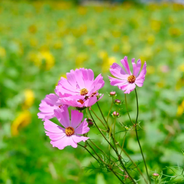 大任花公園，欣賞360度花環