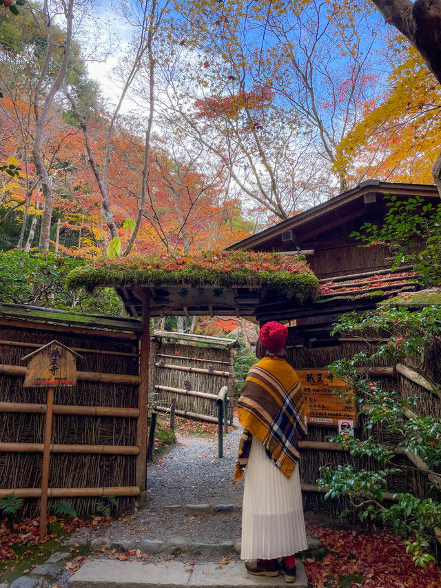 苔と紅葉が美しい草庵🥹🍁🌿京都・祇王寺🌿🍁