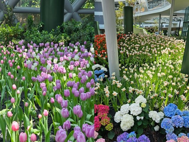 สัมผัสพรรณไม้เมืองหนาวในแดนร้อน 🌷