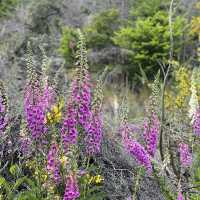 Take in Queenstown's Beauty: A Hike Up Queenstown Hill