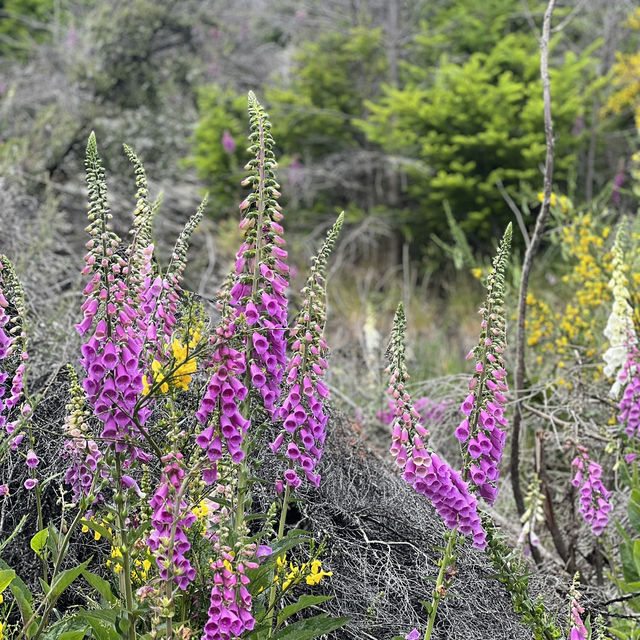 Take in Queenstown's Beauty: A Hike Up Queenstown Hill