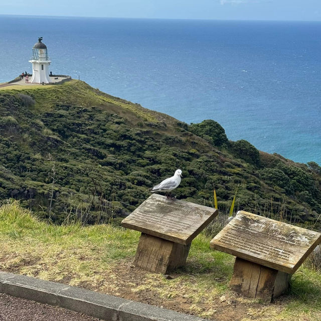 Cape Reinga