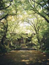 初夏の常寂光寺🌿静寂に包まれる癒しの空間