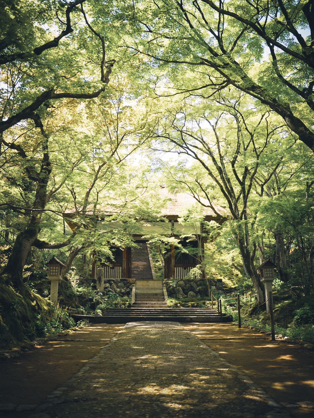 初夏の常寂光寺🌿静寂に包まれる癒しの空間