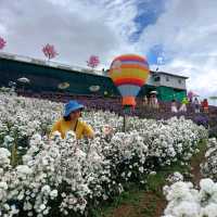 Hydrangea Hill @ Khao Kho