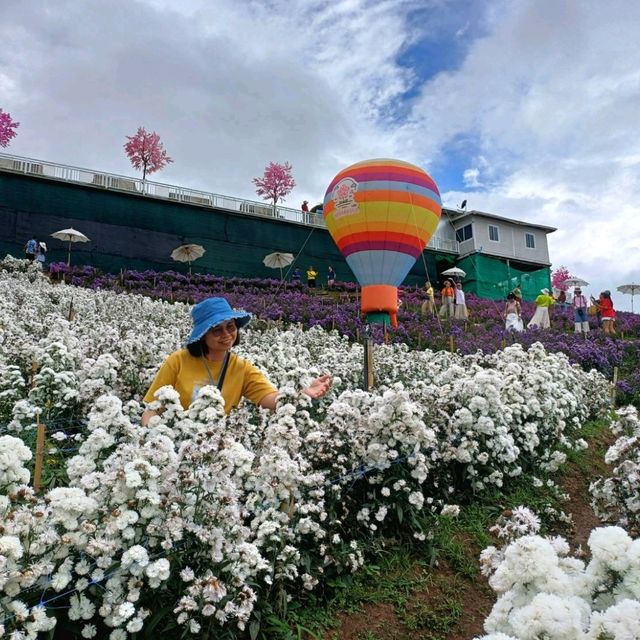 Hydrangea Hill @ Khao Kho