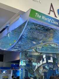 🇰🇷 Coex Aquarium, Seoul 🪼🐠🫧