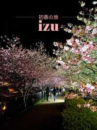 【伊豆×初春の旅】  夜に浮かび上がる河津桜  