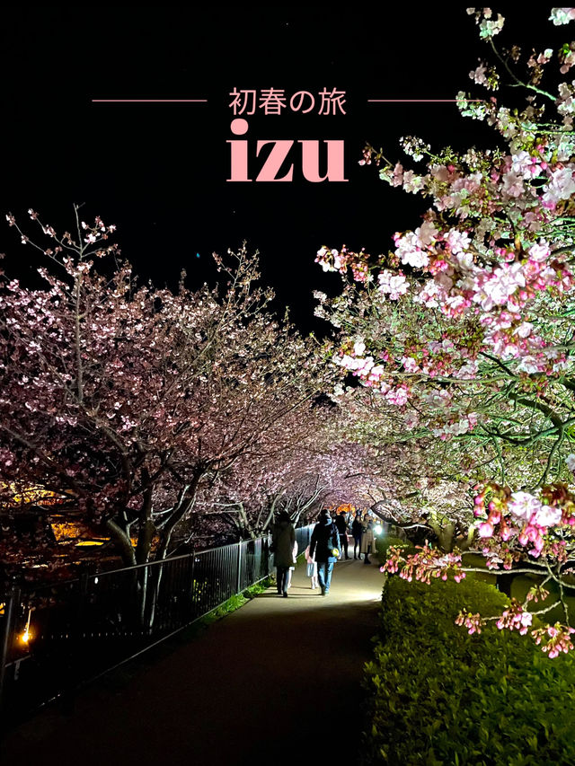 【伊豆×初春の旅】  夜に浮かび上がる河津桜  