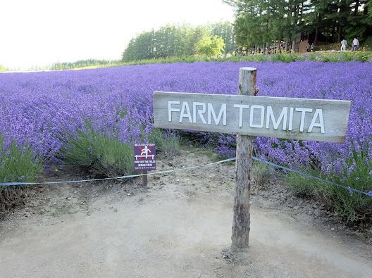Tomita Farm ฟาร์มโทมิตะ