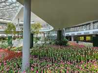 ทิวลิปบานที่ระยอง