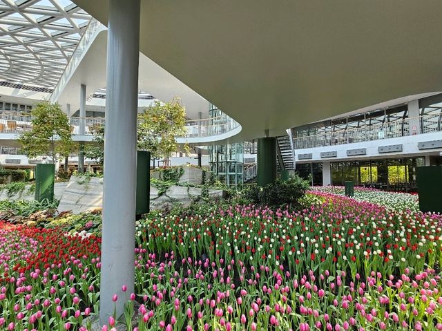 ทิวลิปบานที่ระยอง
