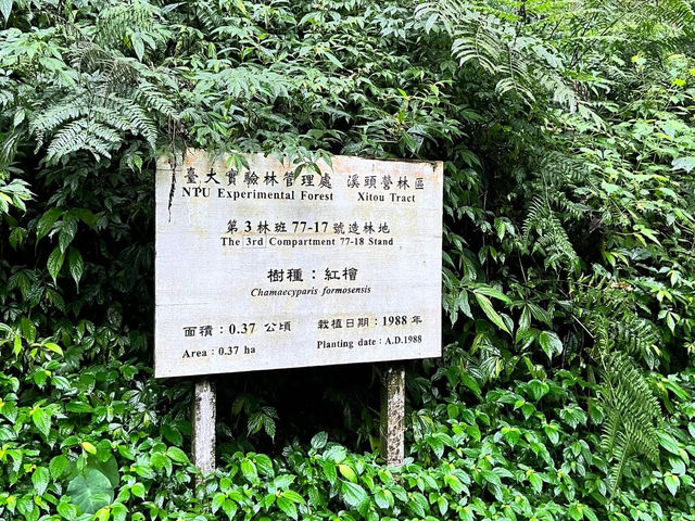 溪頭自然生態風景區