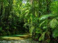 Daintree Rainforest