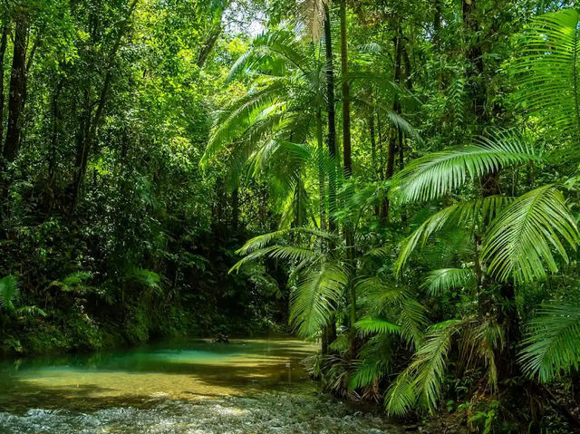 Daintree Rainforest