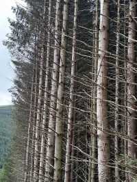 Mystical Glendalough: Journey into Ireland’s Timeless Heart
