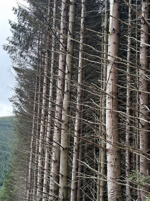 Mystical Glendalough: Journey into Ireland’s Timeless Heart