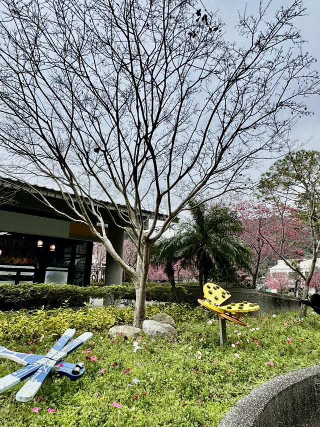 巧遇夢幻的斜射光及雲海在加里山