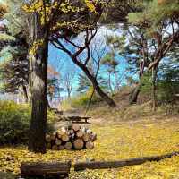 Autumn Splendor at Namhansanseong: A Walk to Remember🍁 