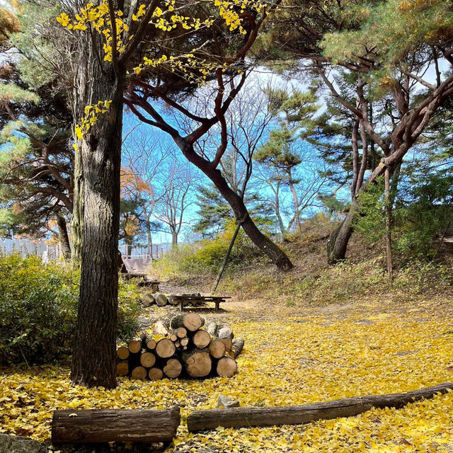 Autumn Splendor at Namhansanseong: A Walk to Remember🍁 