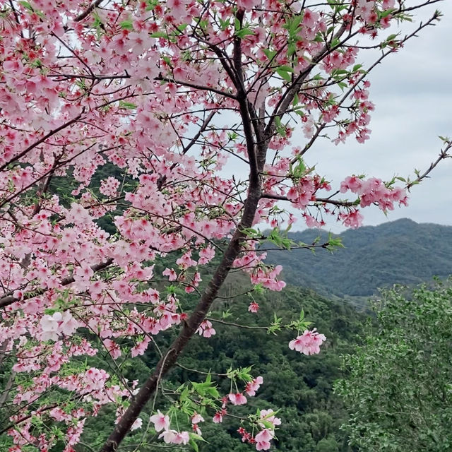 台北｜綠光平台旁盛開的粉色櫻花