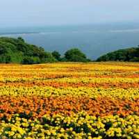 能古島：花海裡藏著時光膠囊