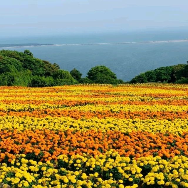 能古島：花海裡藏著時光膠囊