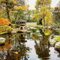 Beautiful Flower of Holland Park