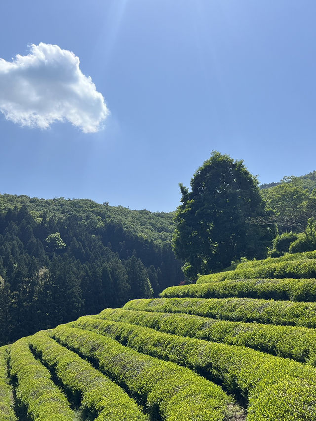 보성 녹차밭 여행 🍃
