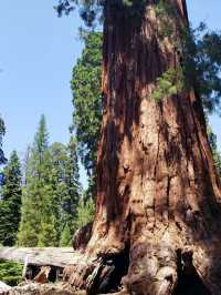 Among Giants – My Outdoor Adventure in Sequoia National Park