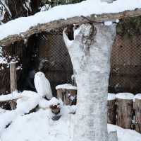 Asahiyama Zoo สวนสัตว์ยอดฮิตเมือง Asahikawa