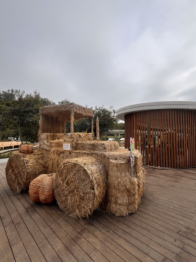 珠海木頭沖村鶴道花海——周末郊遊好去處