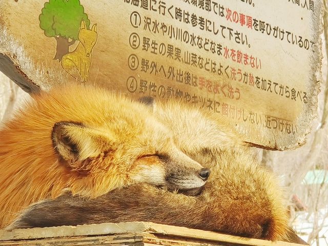日本東北-宮城藏王狐狸村