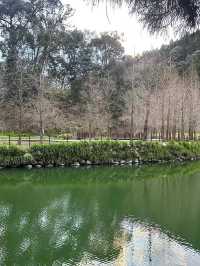 杉林溪櫻花美景