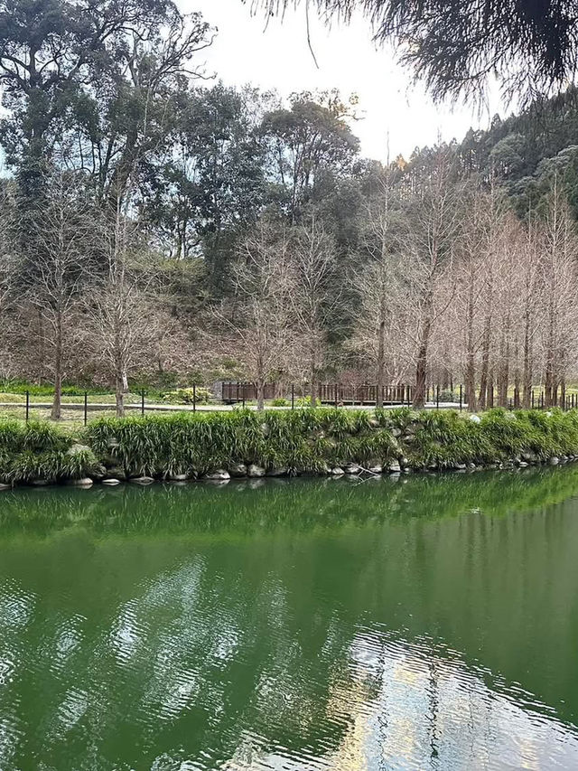 杉林溪櫻花美景