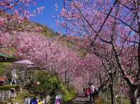 中巴陵櫻木花道櫻花美景