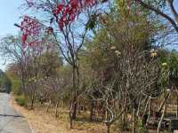 เส้นทางศึกษาธรรมชาติ สวนป่า  มวกเหล็ก 