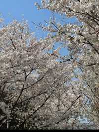 上海陸家嘴櫻花：現代都市中的春日浪漫