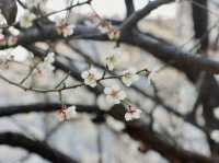 釜山的春天：在Suyeong Folklore Conversion Association欣賞白櫻花 🌸📸