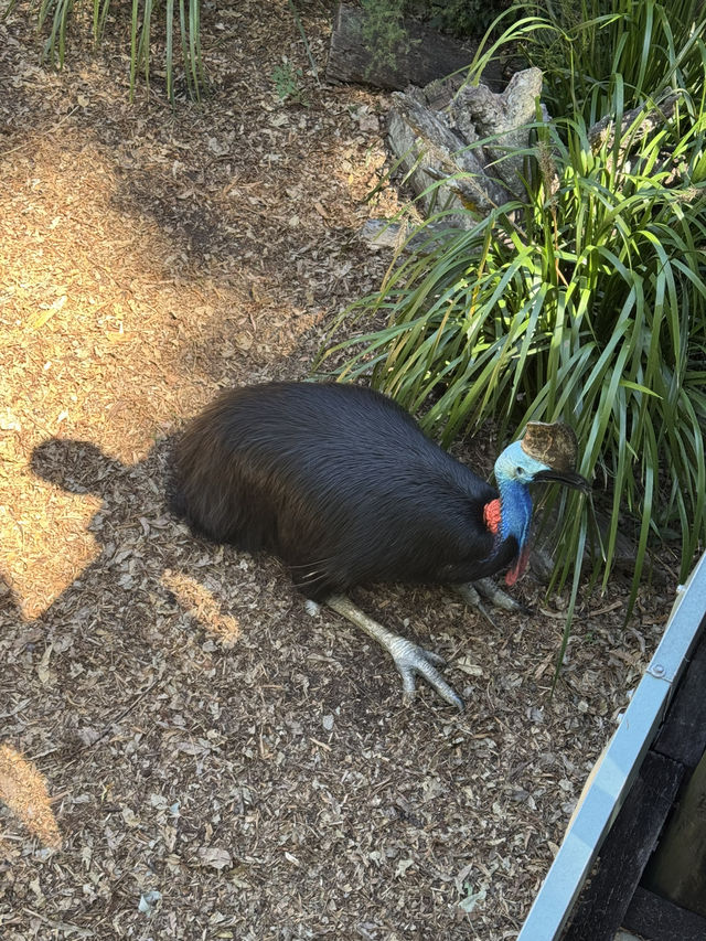 布里斯班景點推介：一日自駕遊——Lone Pine Koala Sanctuary+Gold Coast