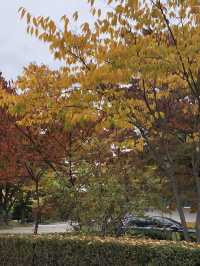 피크닉 즐기기 좋은 가을 단풍명소 🍂🍁