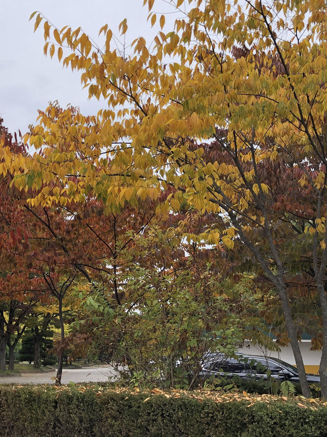피크닉 즐기기 좋은 가을 단풍명소 🍂🍁