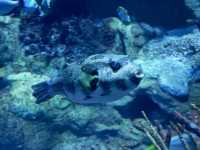 香港海洋公園遊玩攻略