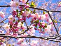 【北海道】函館屈指の桜の名所「松前福山城」跡