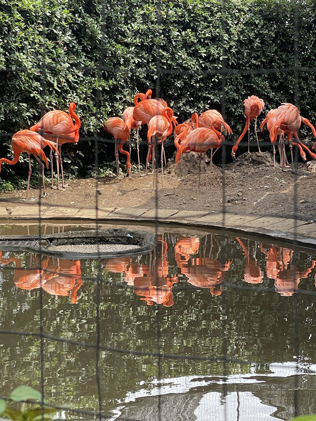 東京｜都市叢林的一方恩賜 百年前戰場變身上野動物園