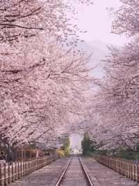 Most Beautiful Cherry Blossom spot at Jinhae